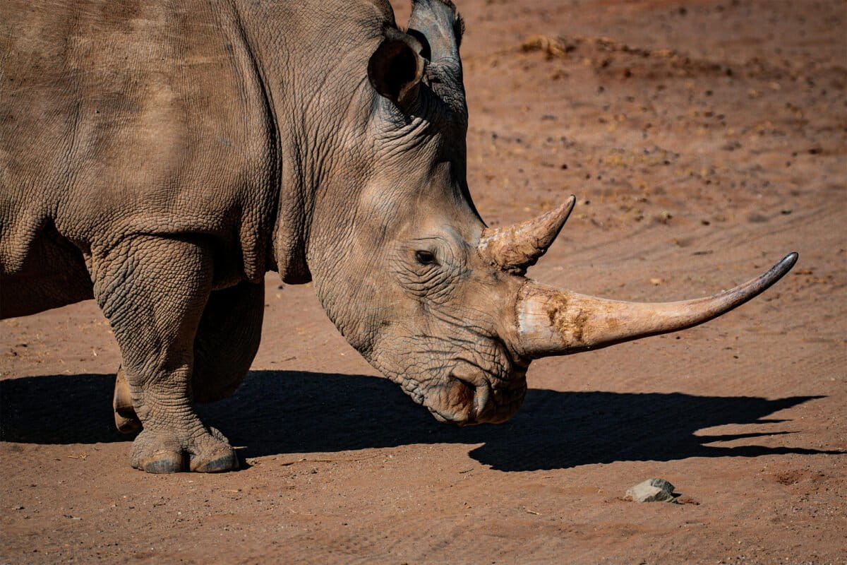 Interview with International Rhino Foundation’s Nina Fascione