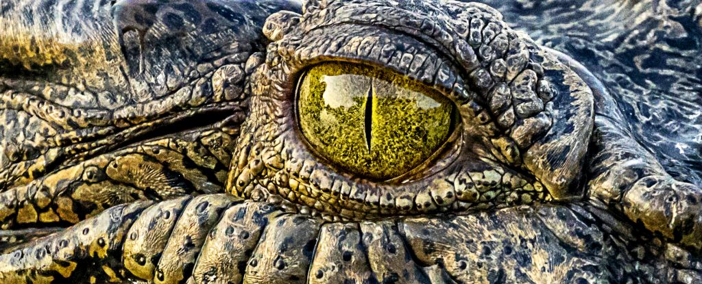 Deadliest Animal in Australia Revealed, And It’s a Big Surprise : ScienceAlert