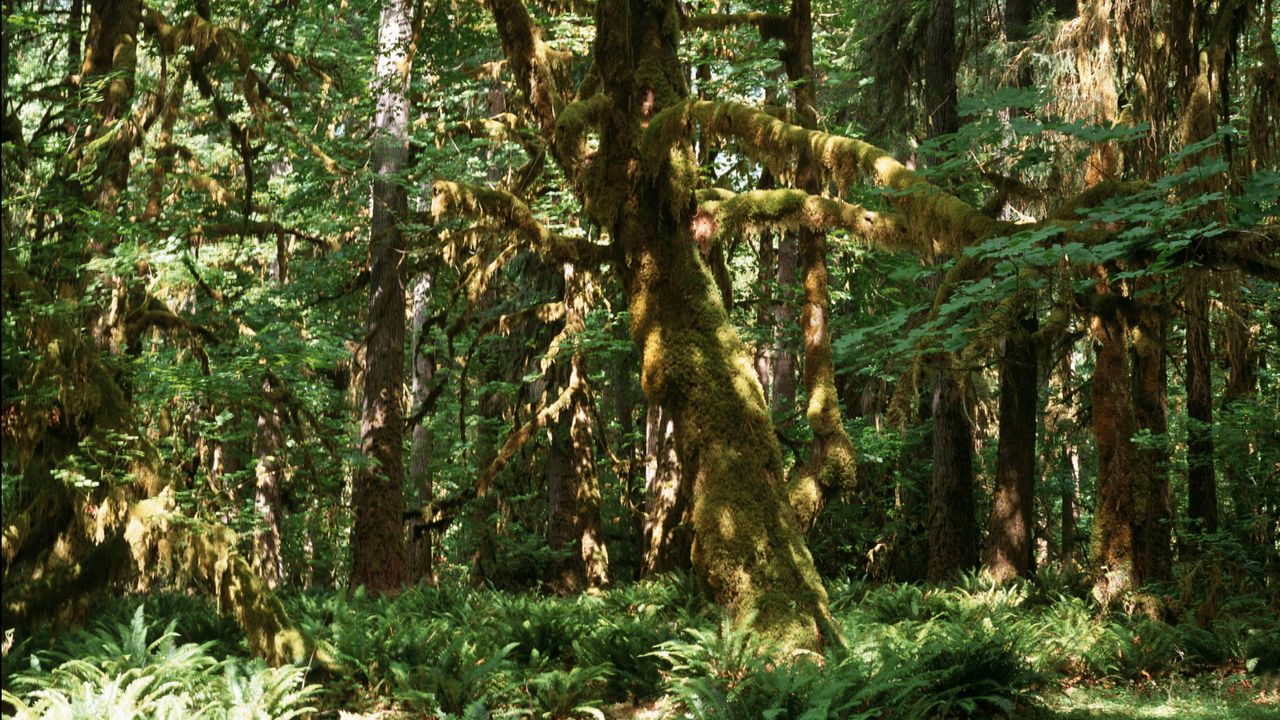 One of the world’s tallest trees — the centuries-old ‘Doerner Fir’ — is on fire in Oregon.
