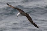 Swooping and Pooping: These Seabirds Only Defecate in Mid-Air and it’s Helping the Ocean