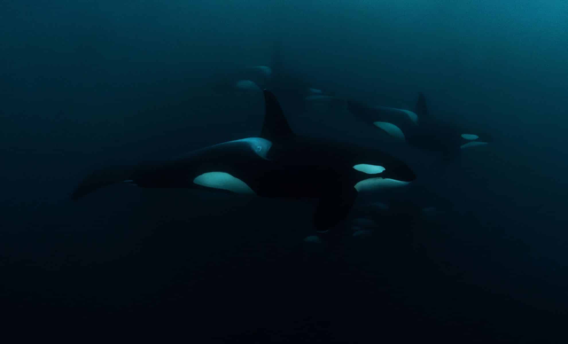 Shocking Footage Reveals the Most Deadly Hunting Technique Ever Seen in Orcas!
