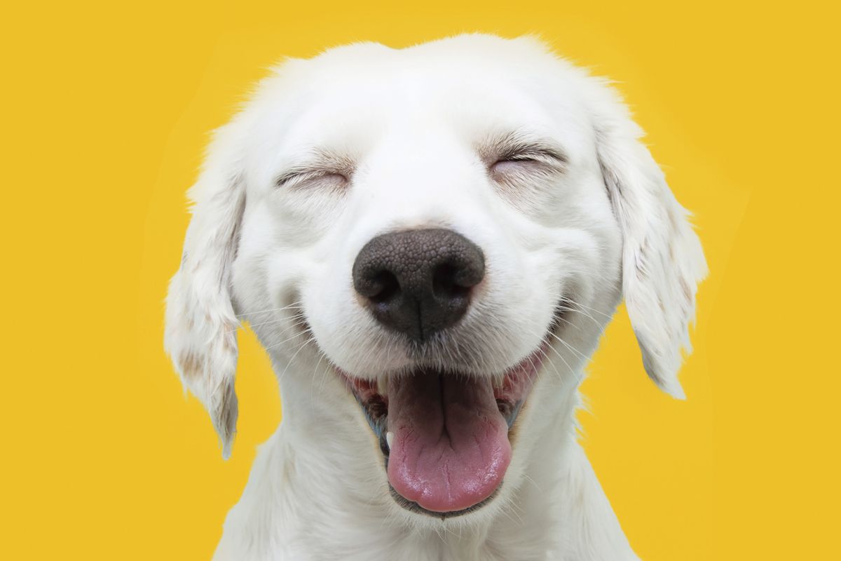 6 simple ways to instantly improve your dog’s life, according to science