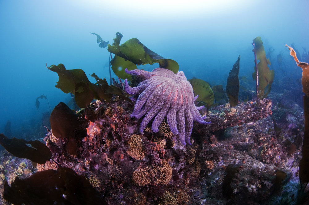 This Cholera-Related Bacterium Is Melting Sea Stars, Causing a Marine Epidemic
