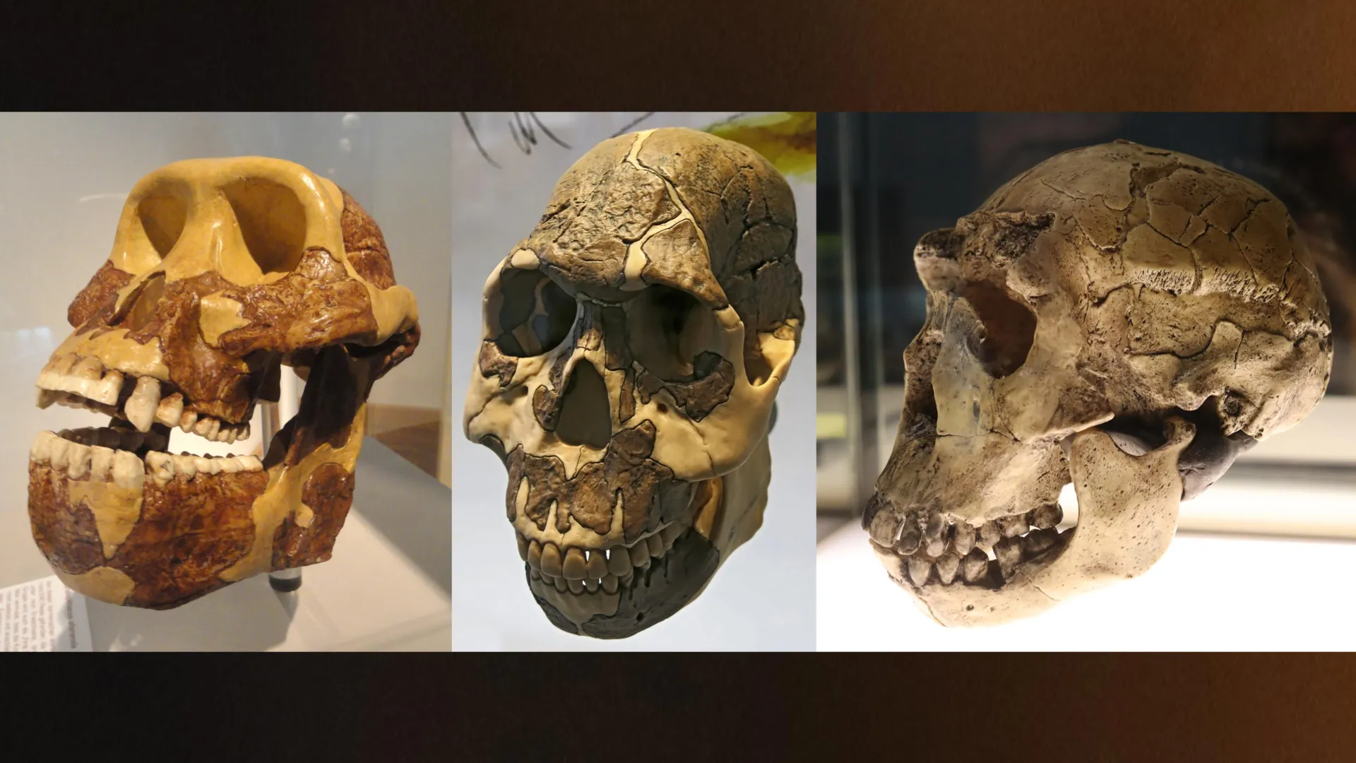 700,000 years ahead of their teeth: The carbs that made us human