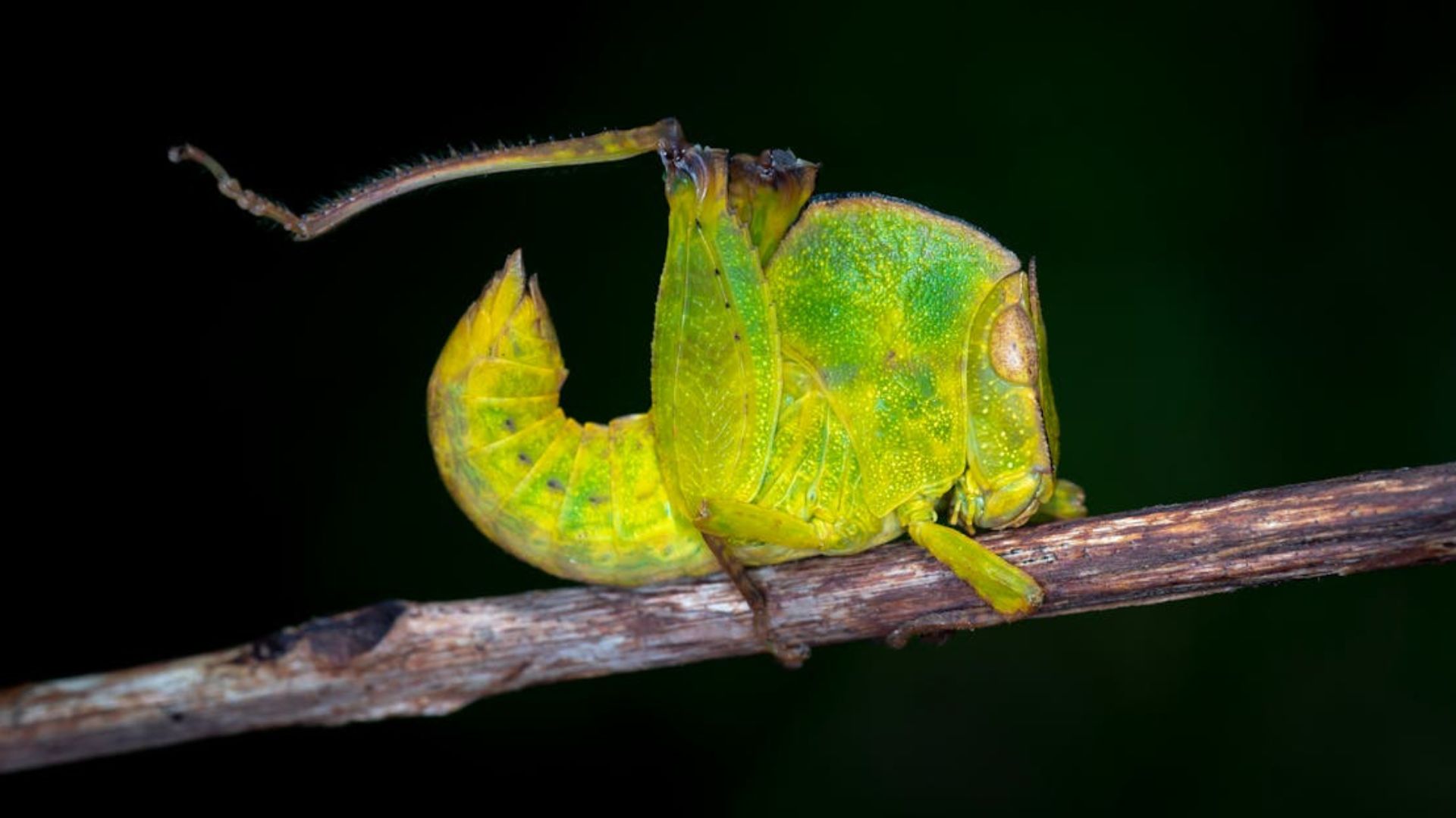 Why are treehoppers so weirdly shaped? Answer is invisible electric field