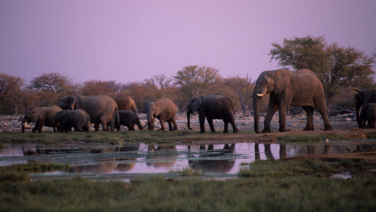 Satellites are helping protect critically endangered desert elephants. Here’s how