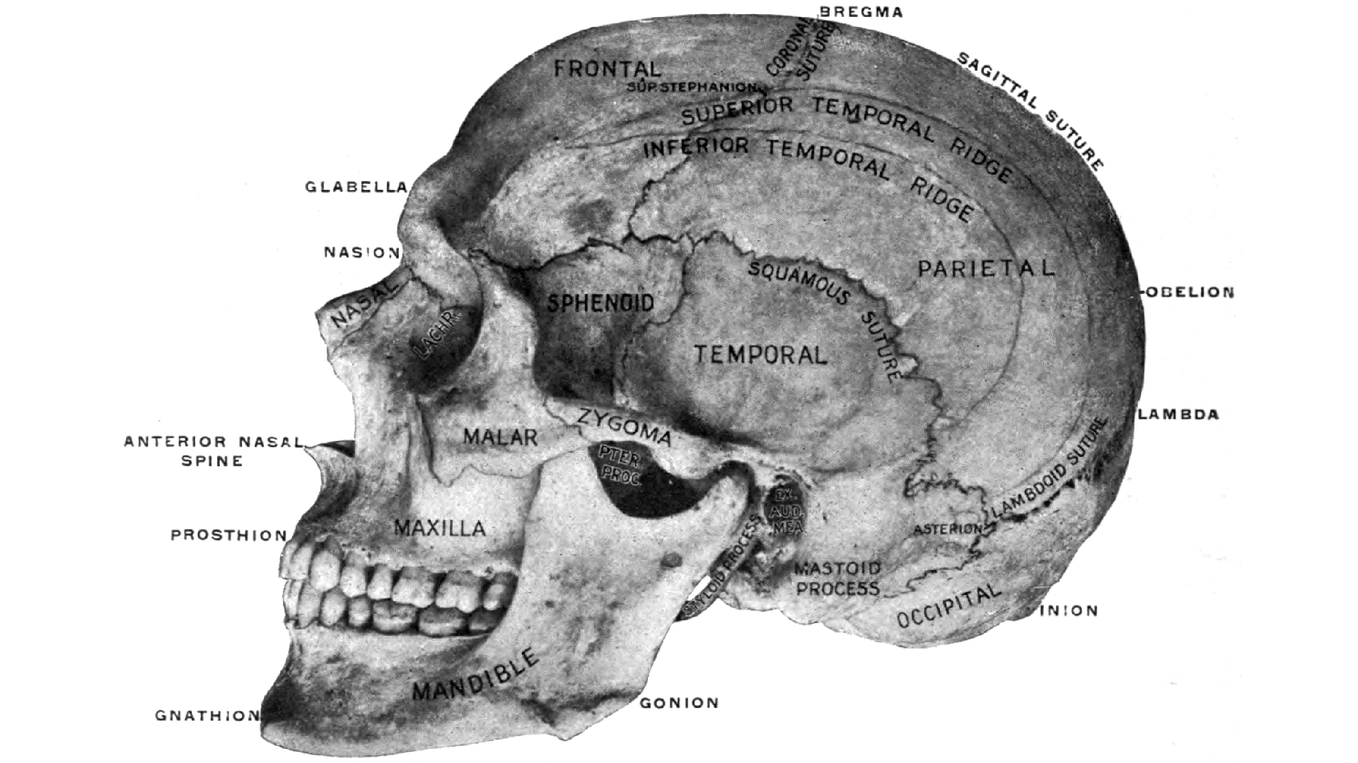 How the racist study of skulls gripped Victorian Britain’s scientists
