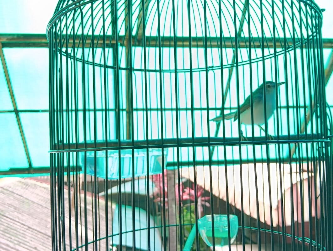 New model reveals hidden dynamics of Indonesia’s booming songbird trade