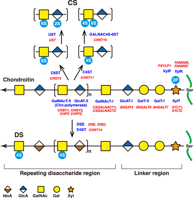 Congenital disorders caused by aberrations in the biosynthesis of chondroitin/dermatan sulfate