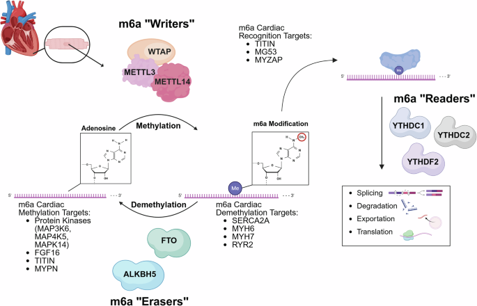 m6A and cardiac posttranscriptional regulation: a novel player in heart development and disease