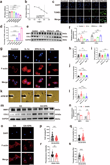 Eicosapentaenoic acid restores inflammation-induced changes in chondrocyte mechanics by suppressing the NF-κB p65/CD44 signaling pathway and attenuates osteoarthritis