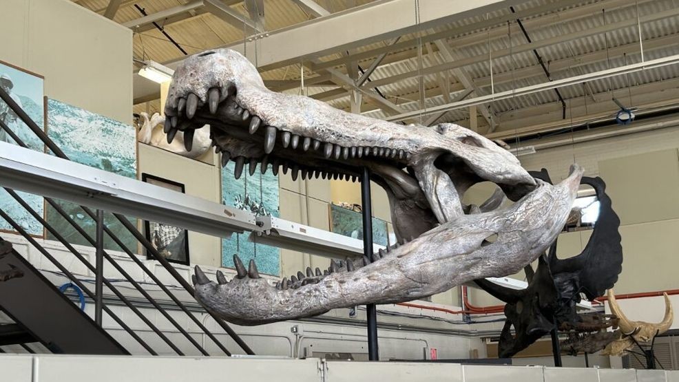 Dinosaur footprints revealed by Texas floods offer glimpse into prehistoric past