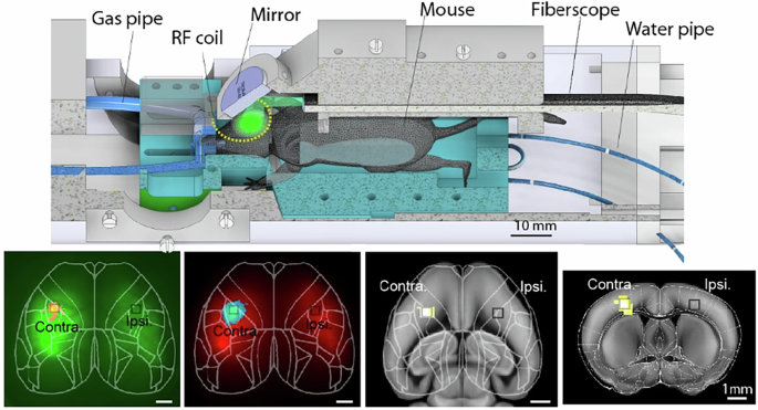 Non-invasive large-scale imaging of concurrent neuronal, astrocytic, and hemodynamic activity with hybrid multiplexed fluorescence and magnetic resonance imaging (HyFMRI)
