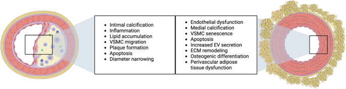 Arterial stiffness and vascular aging: mechanisms, prevention, and therapy