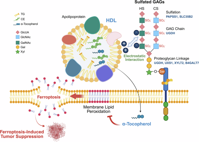 “Good” fats, bad news: HDL-delivered vitamin E shields tumors from ferroptosis