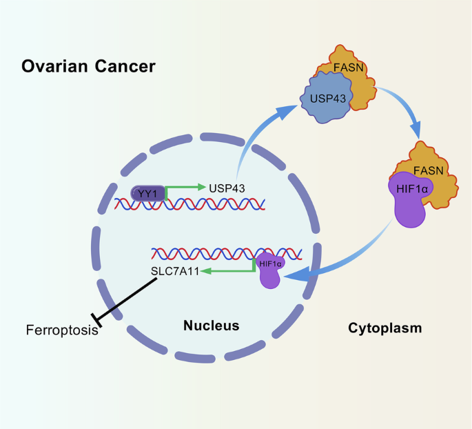 YY1-induced USP43 drives ferroptosis suppression by FASN stabilization and subsequent activation of SLC7A11 in ovarian cancer