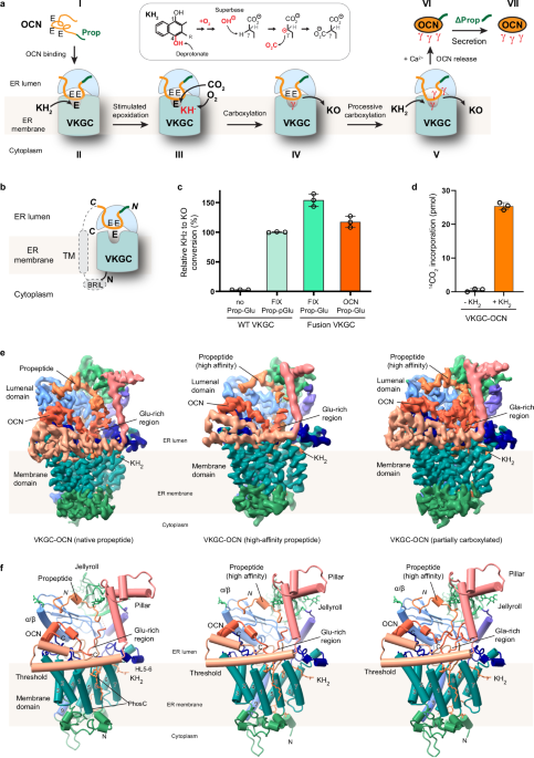 Structural insights into the vitamin K-dependent γ-carboxylation of osteocalcin