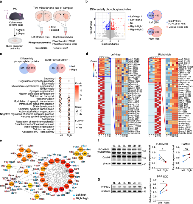 Autism-related proteins form a complex to maintain the striatal asymmetry in mice