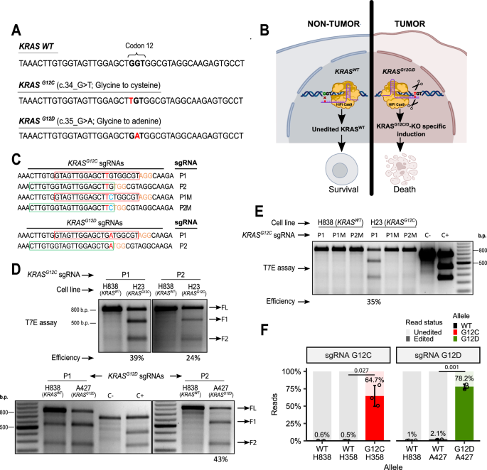 High-fidelity Cas9-mediated targeting of KRAS driver mutations restrains lung cancer in preclinical models