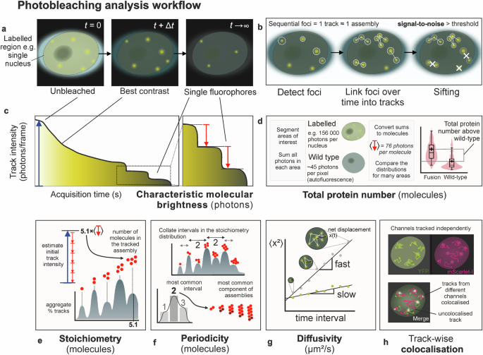 SlimVar for rapid in vivo single-molecule tracking of chromatin regulators in plants