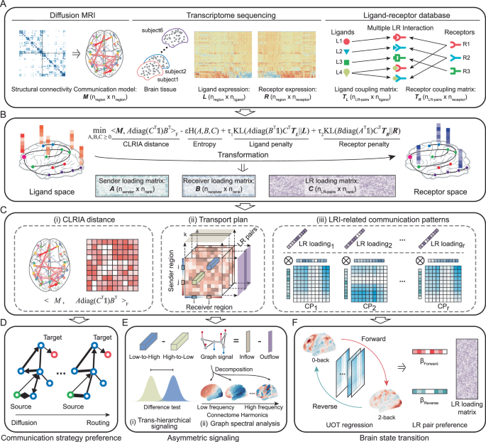 Connectome-constrained ligand-receptor interaction analysis for understanding brain network communication