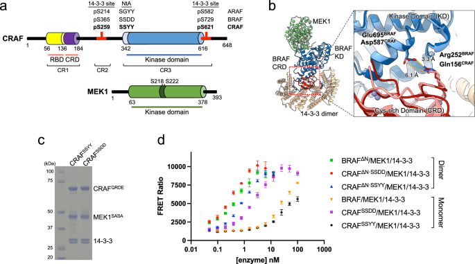 Cryo-EM structures of CRAF/MEK1/14-3-3 complexes in autoinhibited and open-monomer states reveal features of RAF regulation