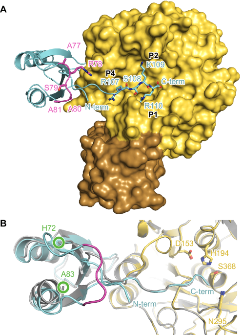 Structural insights into proprotein convertase activation facilitate the engineering of highly specific furin inhibitors