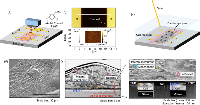 Non-invasive action potential recordings using printed electrolyte-gated polymer field-effect transistors