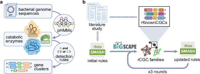 Predicting rhizosphere-competence-related catabolic gene clusters in plant-associated bacteria with rhizoSMASH