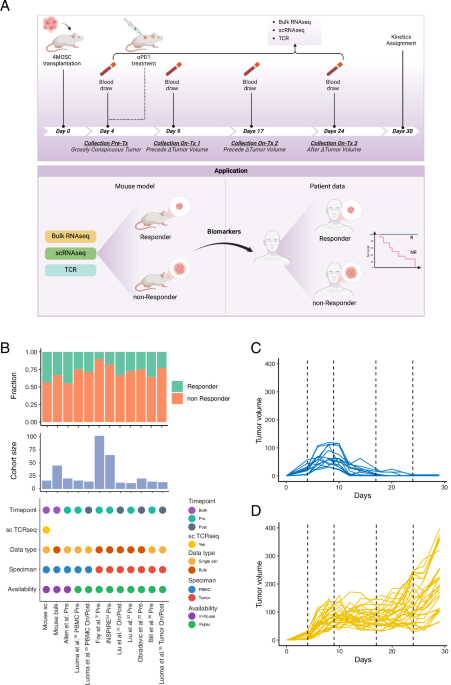 Longitudinal liquid biopsy identifies an early predictive biomarker of immune checkpoint blockade response in head and neck squamous cell carcinoma