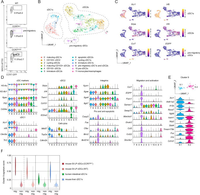 Progressive changes in phenotype, transcriptome and proliferation capacity characterise continued maturation and migration of intestinal cDCs in homeostasis