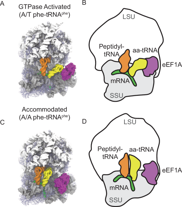 Human protein synthesis requires aminoacyl-tRNA pivoting during proofreading