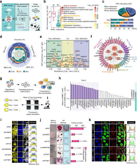 Modular RNA interactions shape FXR1 condensates involved in mRNA localization and translation