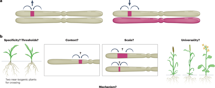 Diversity favoured: heterozygosity attracts crossovers