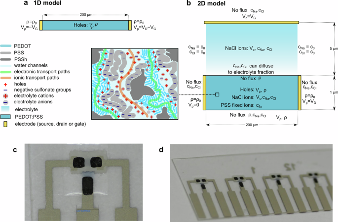 Rethinking organic electrochemical transistor modeling: the critical role of volumetric capacitance in predictive 2D Nernst-Planck-Poisson simulations