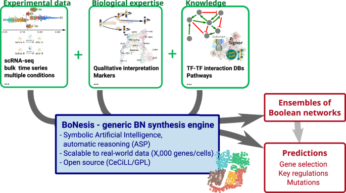 Data-driven inference of Boolean networks from transcriptomes to predict cellular differentiation and reprogramming