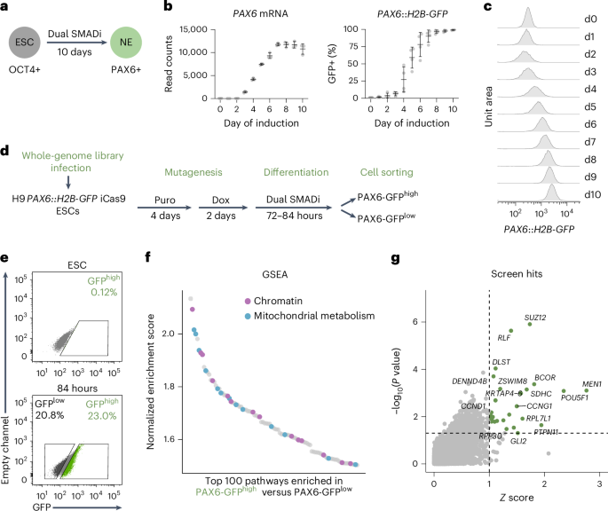 Genome-wide CRISPR screen identifies Menin and SUZ12 as regulators of human developmental timing