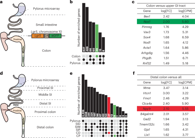 NOX1 and NPY1R mark regional colon stem cell populations that serve as cancer origins in vivo