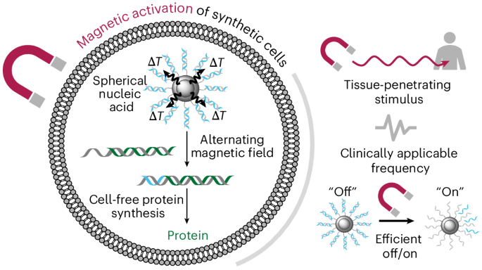 Magnetic activation of spherical nucleic acids enables the remote control of synthetic cells