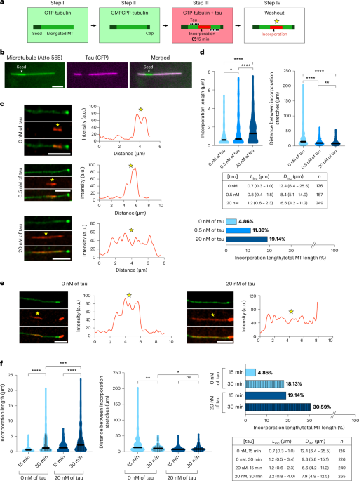 Tau accelerates tubulin exchange in the microtubule lattice