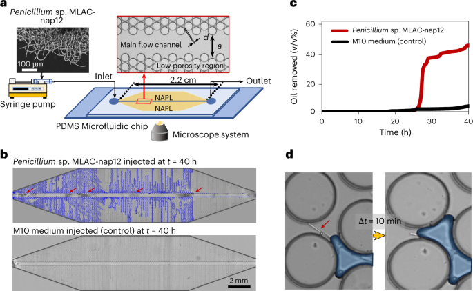 Filamentous fungi control multiphase flow and fluid distribution in porous media