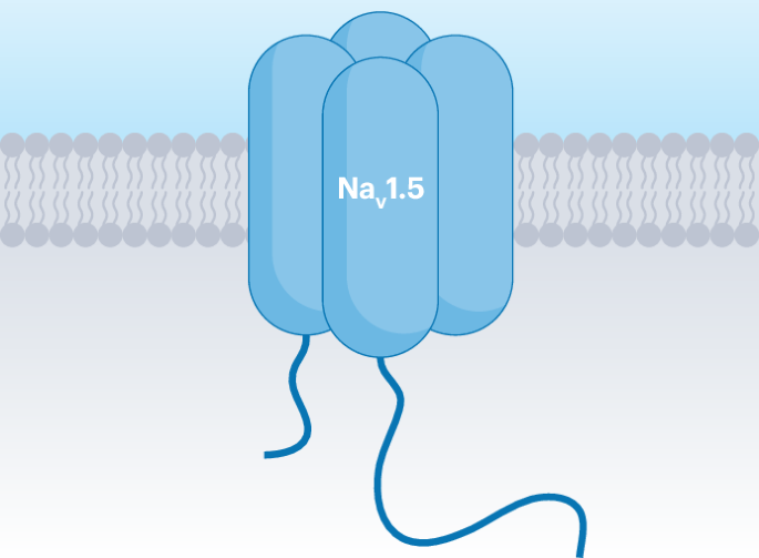 Synthetic ion channel modulator reverses sodium channel dysfunction linked to cardiac arrhythmias