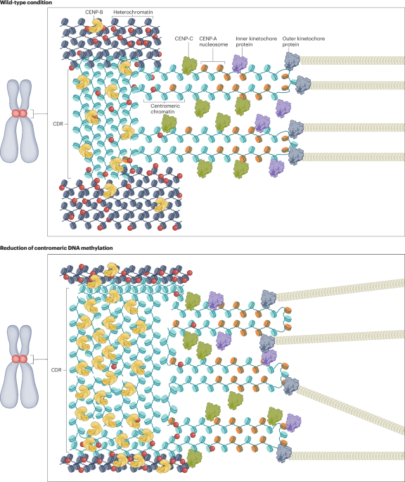 Dipping into the function of DNA methylation at centromeres