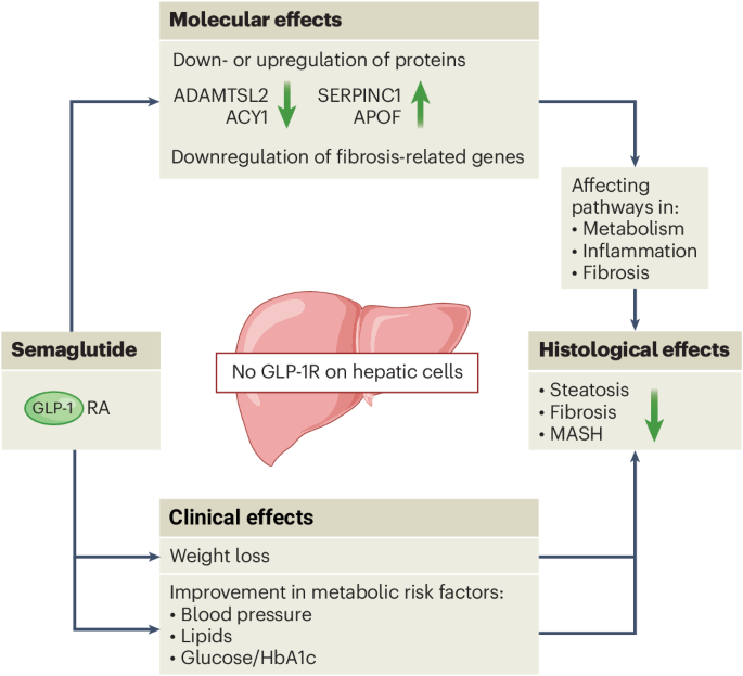 Semaglutide targets MASH molecular pathways beyond weight loss