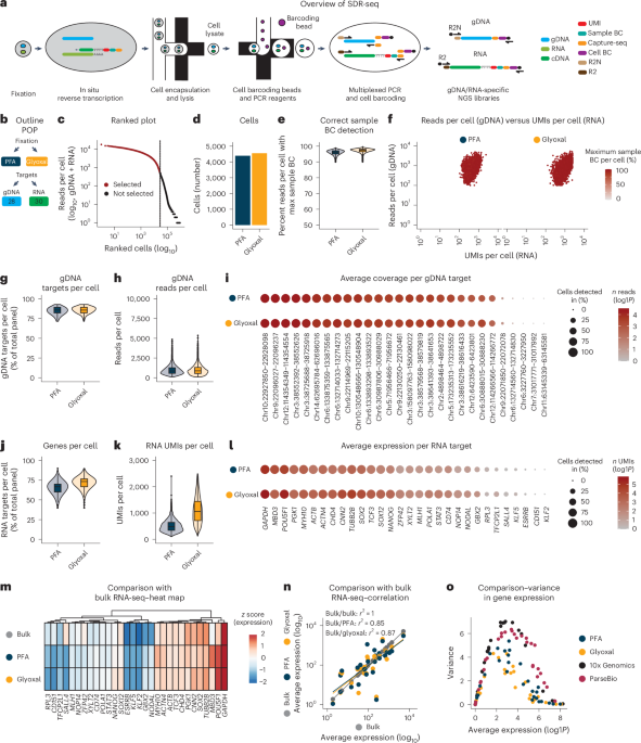 Functional phenotyping of genomic variants using joint multiomic single-cell DNA–RNA sequencing