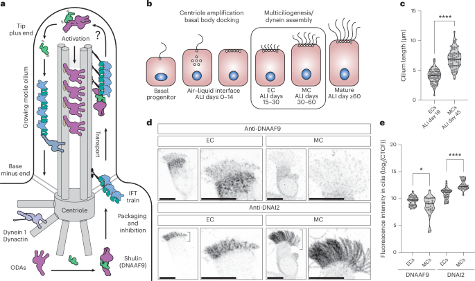 Molecular basis for the activation of outer dynein arms in cilia