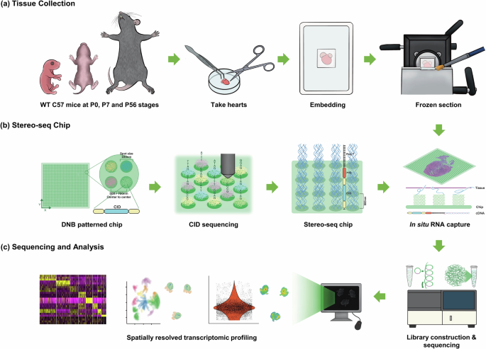 A dataset of spatially resolved transcriptomics of post-natal cardiac development in mice