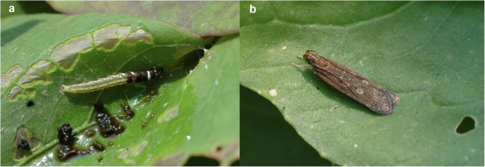 Chromosome-scale genome assembly of Helcystogramma triannulella (Lepidoptera: Gelechiidae)
