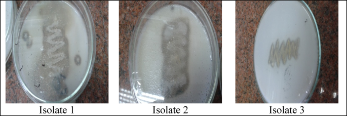 Optimization of protease production by newly isolated Bacillus sp. from the Red Sea using defatted soybean cake