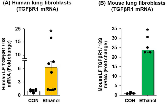 Circular RNA RORβ regulates TGFβR1 in alcohol-induced fibroblast-to-myofibroblast differentiation